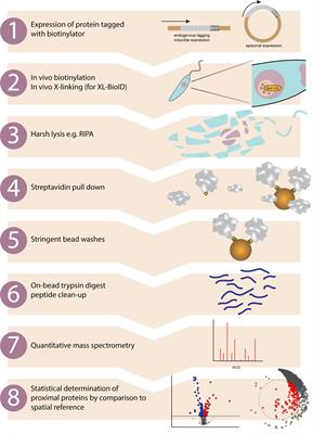 Tag Thy Neighbour: Nanometre-Scale Insights Into Kinetoplastid Parasites With Proximity Dependent Biotinylation